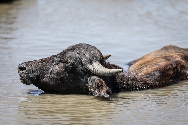 Foto - Yüzlerce yıllık geçmişe sahip! Burası Afrika savanaları değil Bursa