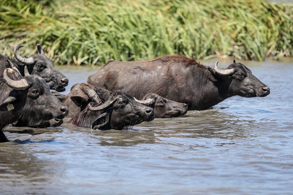 Foto - Yüzlerce yıllık geçmişe sahip! Burası Afrika savanaları değil Bursa