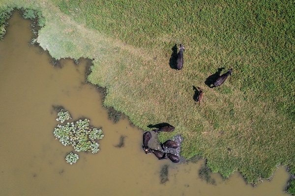 Foto - Yüzlerce yıllık geçmişe sahip! Burası Afrika savanaları değil Bursa
