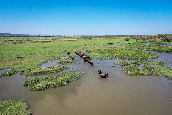 Foto - Yüzlerce yıllık geçmişe sahip! Burası Afrika savanaları değil Bursa
