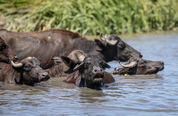 Foto - Yüzlerce yıllık geçmişe sahip! Burası Afrika savanaları değil Bursa