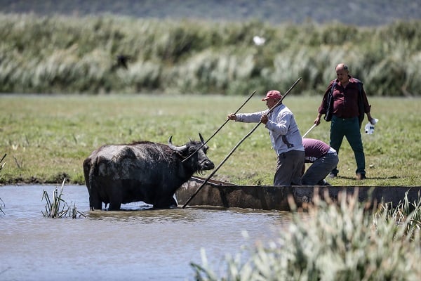 Foto - Yüzlerce yıllık geçmişe sahip! Burası Afrika savanaları değil Bursa