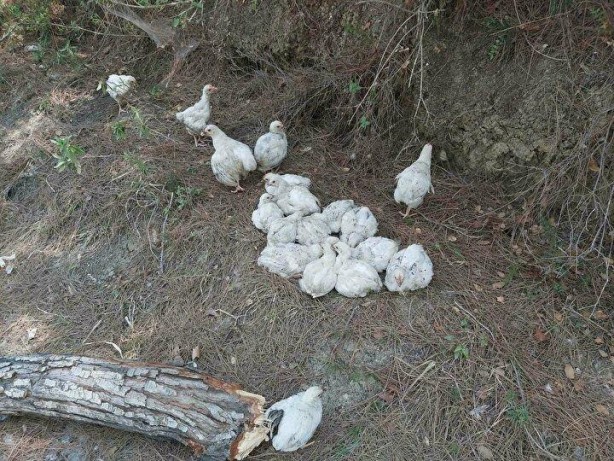 Yüzlercesini ölüme terk ettiler