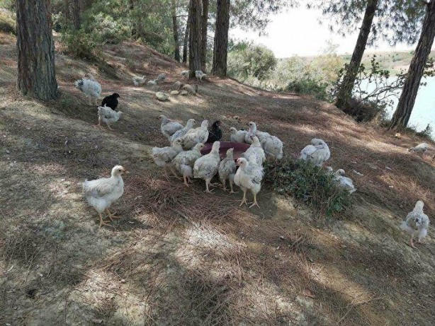 Foto - Yüzlercesini ölüme terk ettiler