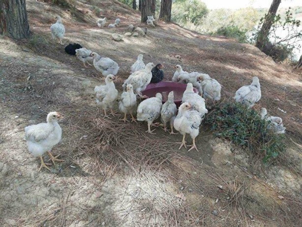 Foto - Yüzlercesini ölüme terk ettiler