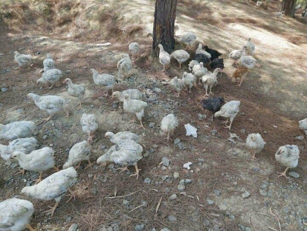 Foto - Yüzlercesini ölüme terk ettiler