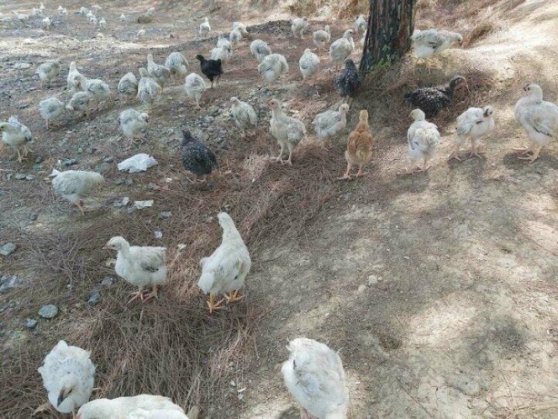 Foto - Yüzlercesini ölüme terk ettiler