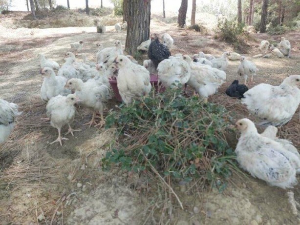 Foto - Yüzlercesini ölüme terk ettiler