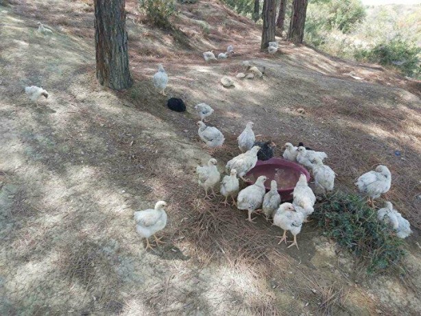 Foto - Yüzlercesini ölüme terk ettiler