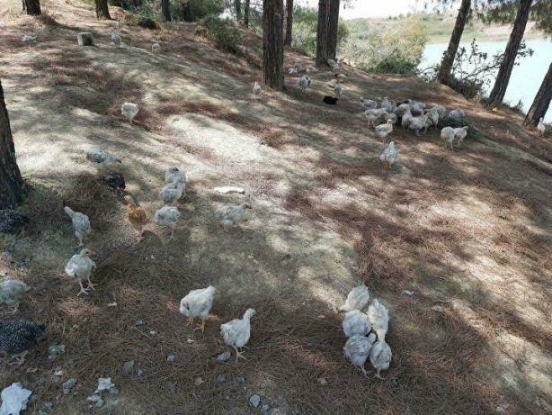 Foto - Yüzlercesini ölüme terk ettiler