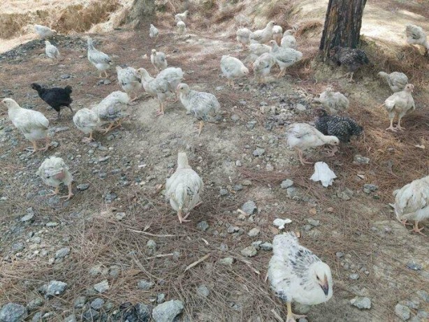 Foto - Yüzlercesini ölüme terk ettiler