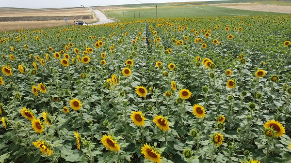 Foto - Yüzleri güldüren gelişme | Ayçiçeğinde bir dönem geride kaldı