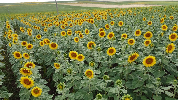 Foto - Yüzleri güldüren gelişme | Ayçiçeğinde bir dönem geride kaldı