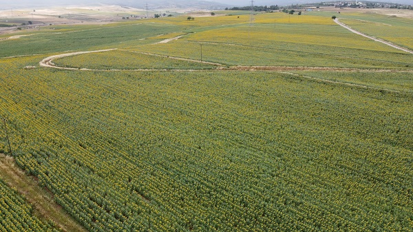 Foto - Yüzleri güldüren gelişme | Ayçiçeğinde bir dönem geride kaldı