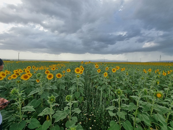Foto - Yüzleri güldüren gelişme | Ayçiçeğinde bir dönem geride kaldı