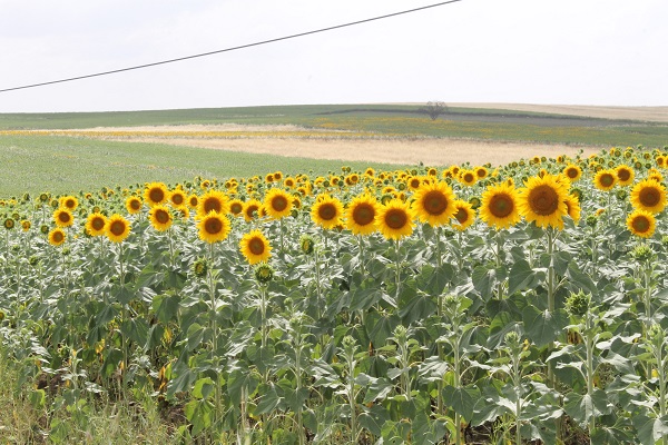 Foto - Yüzleri güldüren gelişme | Ayçiçeğinde bir dönem geride kaldı