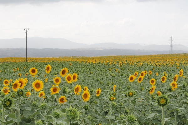 Foto - Yüzleri güldüren gelişme | Ayçiçeğinde bir dönem geride kaldı