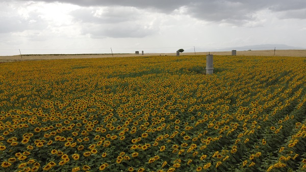 Foto - Yüzleri güldüren gelişme | Ayçiçeğinde bir dönem geride kaldı
