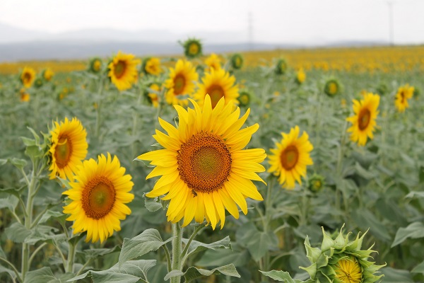Foto - Yüzleri güldüren gelişme | Ayçiçeğinde bir dönem geride kaldı