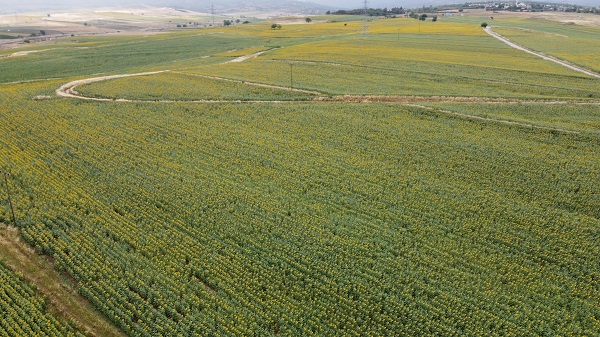 Foto - Yüzleri güldüren gelişme | Ayçiçeğinde bir dönem geride kaldı
