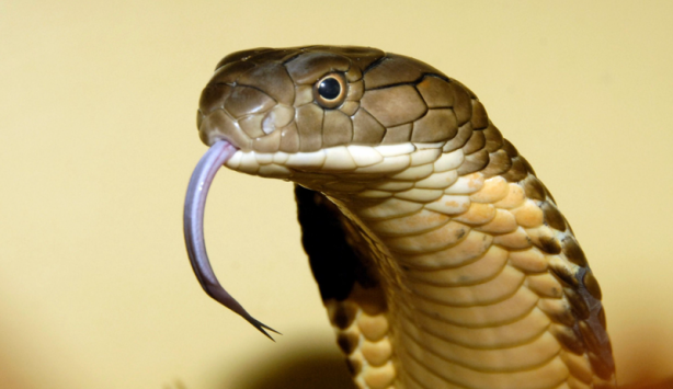 Foto - Yüzüne 3 santimetreden yaklaşmak öldürüyor! Böyle yılana böyle müdahale…