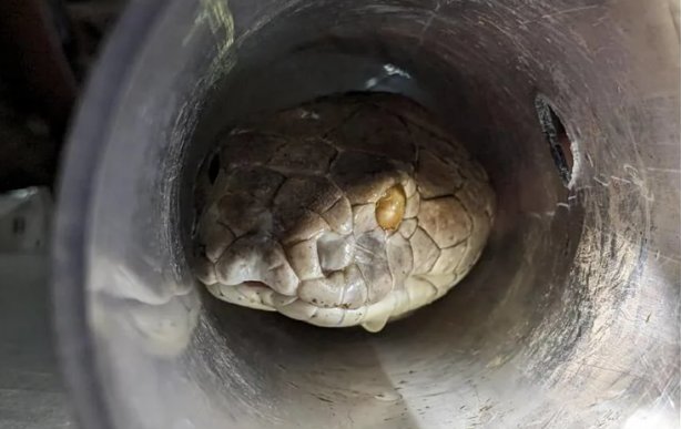 Yüzüne 3 santimetreden yaklaşmak öldürüyor! Böyle yılana böyle müdahale…