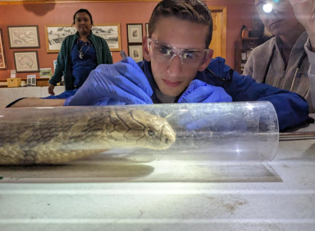 Foto - Yüzüne 3 santimetreden yaklaşmak öldürüyor! Böyle yılana böyle müdahale…