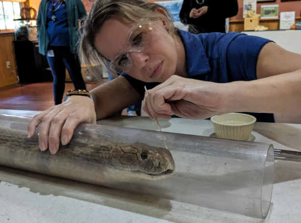 Foto - Yüzüne 3 santimetreden yaklaşmak öldürüyor! Böyle yılana böyle müdahale…