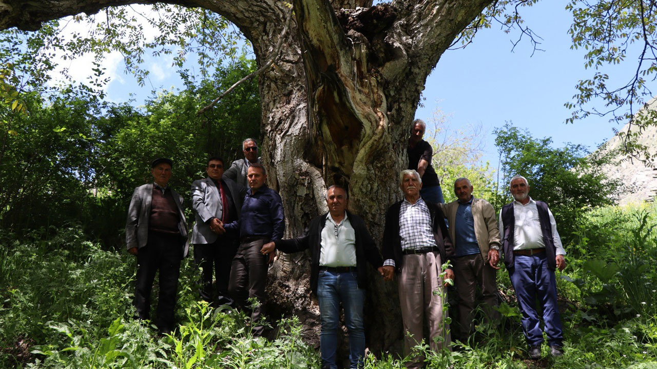 Foto - Yüzyıllara meydan okuyan ağaç! 'İmamın Cevizi' 300 yıldır meyve veriyor