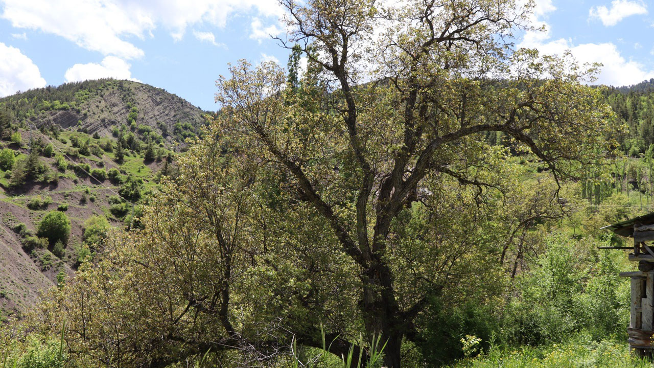 Yüzyıllara meydan okuyan ağaç! 'İmamın Cevizi' 300 yıldır meyve veriyor