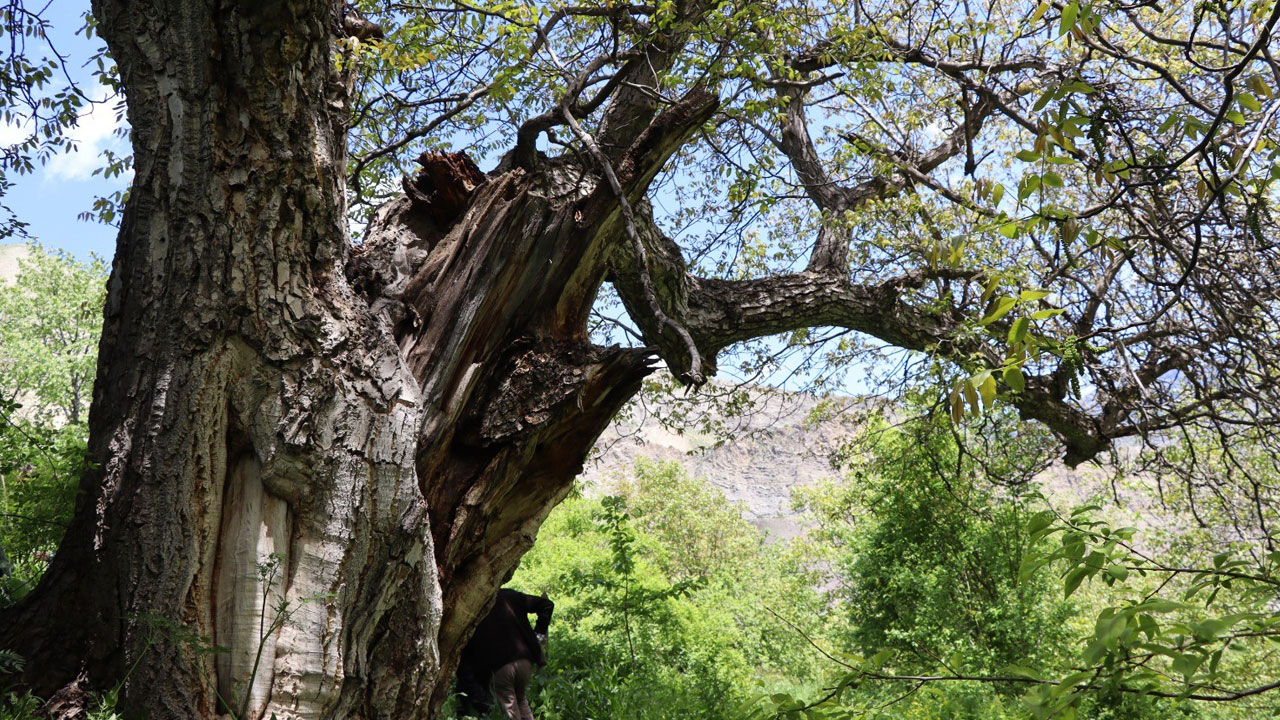 Foto - Yüzyıllara meydan okuyan ağaç! 'İmamın Cevizi' 300 yıldır meyve veriyor