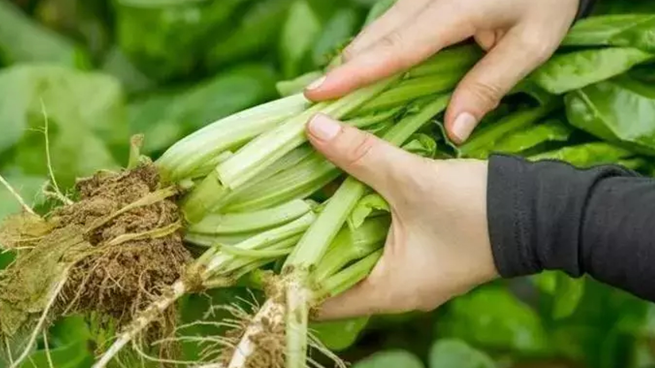  Yüzyıllardır kendiliğinden yetişiyor: Doğadaki en güçlü mikrop öldürücüymüş! 
