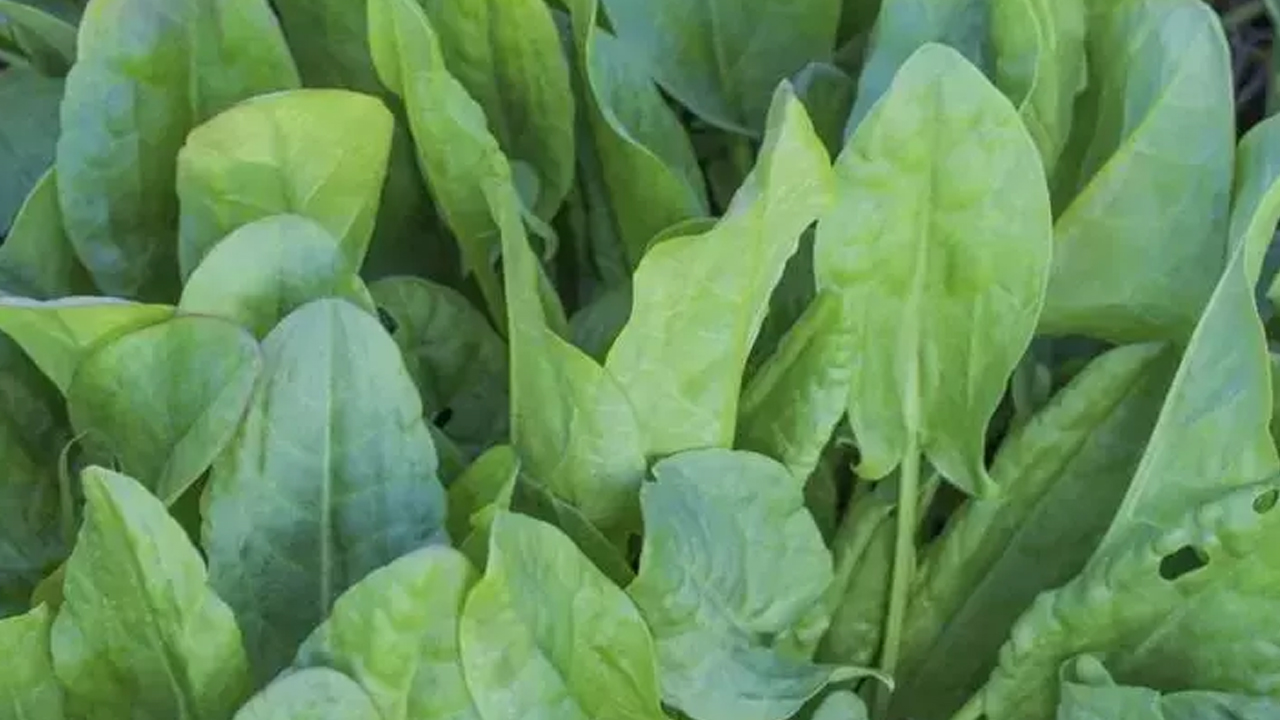 Foto - Yüzyıllardır kendiliğinden yetişiyor: Doğadaki en güçlü mikrop öldürücüymüş! 
