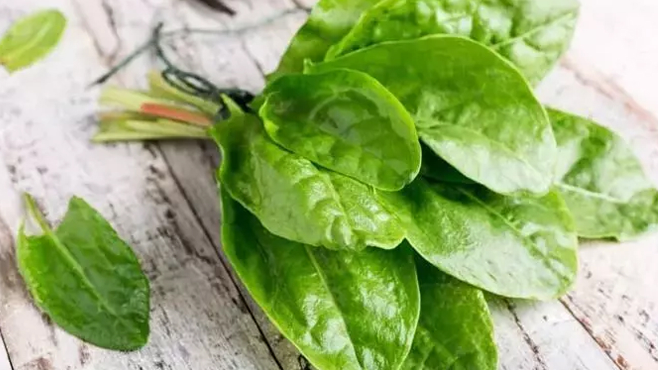 Foto - Yüzyıllardır kendiliğinden yetişiyor: Doğadaki en güçlü mikrop öldürücüymüş! 