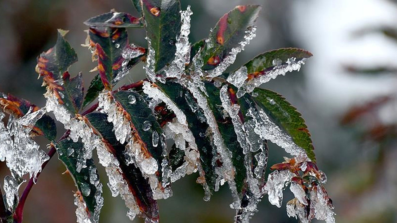 Foto - Zafer Şahin maalesef moralleri bozacak açıklamayı yaptı: Çarşı pazarı vuracak