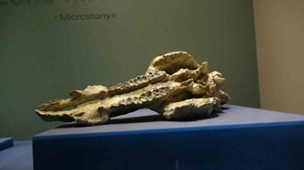 Foto - Zaman yolculuğu! Bu müze ziyaretçilerini 8,5 milyon yıl geri götürüyor