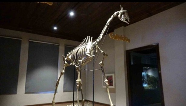 Zaman yolculuğu! Bu müze ziyaretçilerini 8,5 milyon yıl geri götürüyor