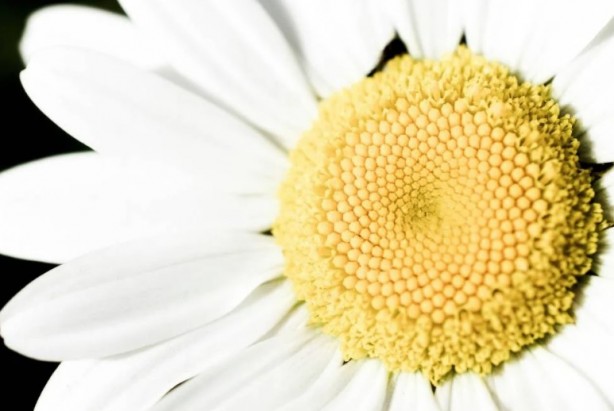 Foto - Zarafetin sembolü papatyalar hakkında bilinmesi gereken 25 gerçek