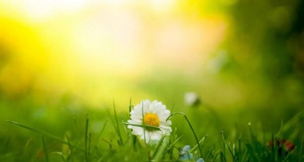 Foto - Zarafetin sembolü papatyalar hakkında bilinmesi gereken 25 gerçek