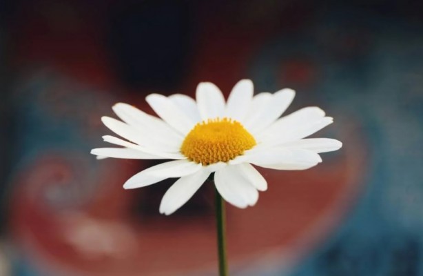 Foto - Zarafetin sembolü papatyalar hakkında bilinmesi gereken 25 gerçek