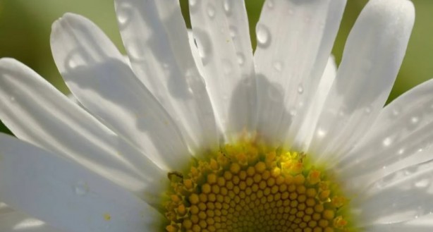 Foto - Zarafetin sembolü papatyalar hakkında bilinmesi gereken 25 gerçek