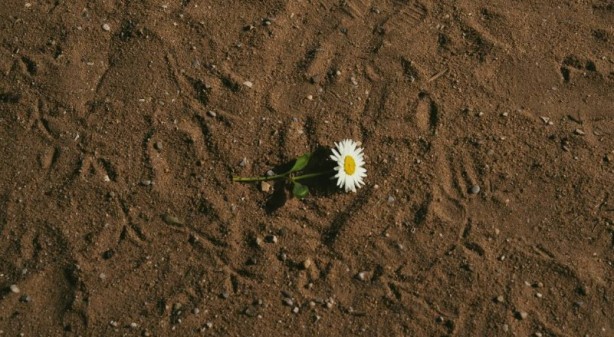 Foto - Zarafetin sembolü papatyalar hakkında bilinmesi gereken 25 gerçek