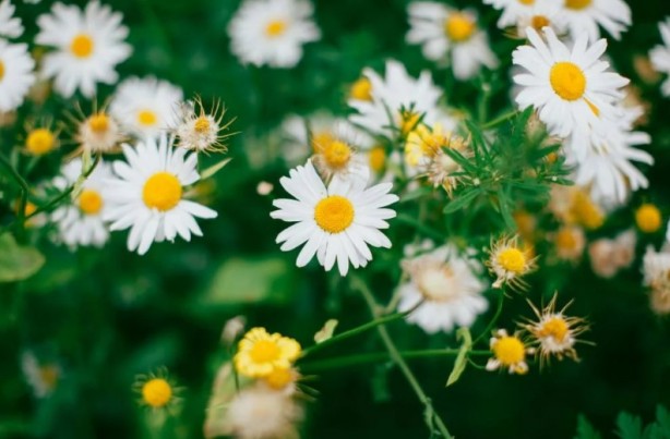 Foto - Zarafetin sembolü papatyalar hakkında bilinmesi gereken 25 gerçek