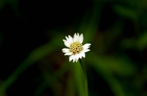 Foto - Zarafetin sembolü papatyalar hakkında bilinmesi gereken 25 gerçek