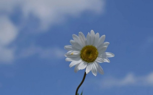 Foto - Zarafetin sembolü papatyalar hakkında bilinmesi gereken 25 gerçek