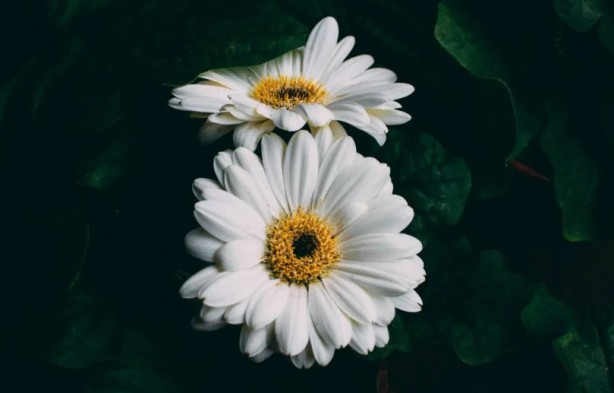 Foto - Zarafetin sembolü papatyalar hakkında bilinmesi gereken 25 gerçek