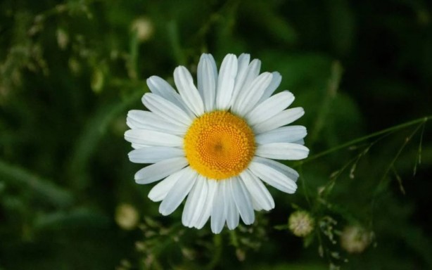 Foto - Zarafetin sembolü papatyalar hakkında bilinmesi gereken 25 gerçek