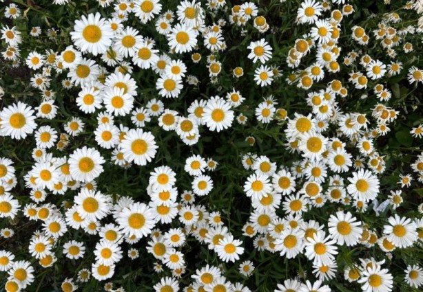 Foto - Zarafetin sembolü papatyalar hakkında bilinmesi gereken 25 gerçek