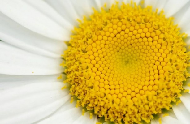 Foto - Zarafetin sembolü papatyalar hakkında bilinmesi gereken 25 gerçek