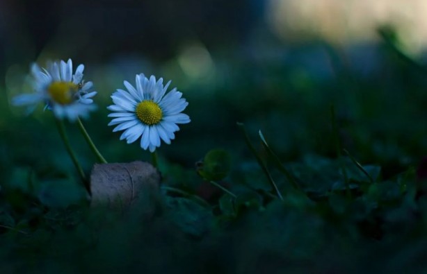 Foto - Zarafetin sembolü papatyalar hakkında bilinmesi gereken 25 gerçek
